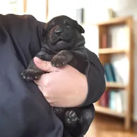 Ship X Justice, a male German Shepherd Dog for sale in Columbus, IN – Photo 2 of 6