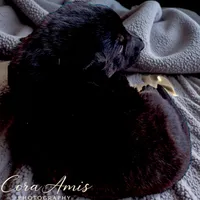 Ship X Justice, a male German Shepherd Dog for sale in Columbus, IN – Photo 5 of 6