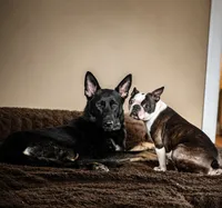 Buddy, a male Frenchton for sale in Columbus, IN – 3 of 7
