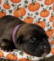 Keres , a female Belgian Malinois for sale in Columbus, IN – 2 of 8