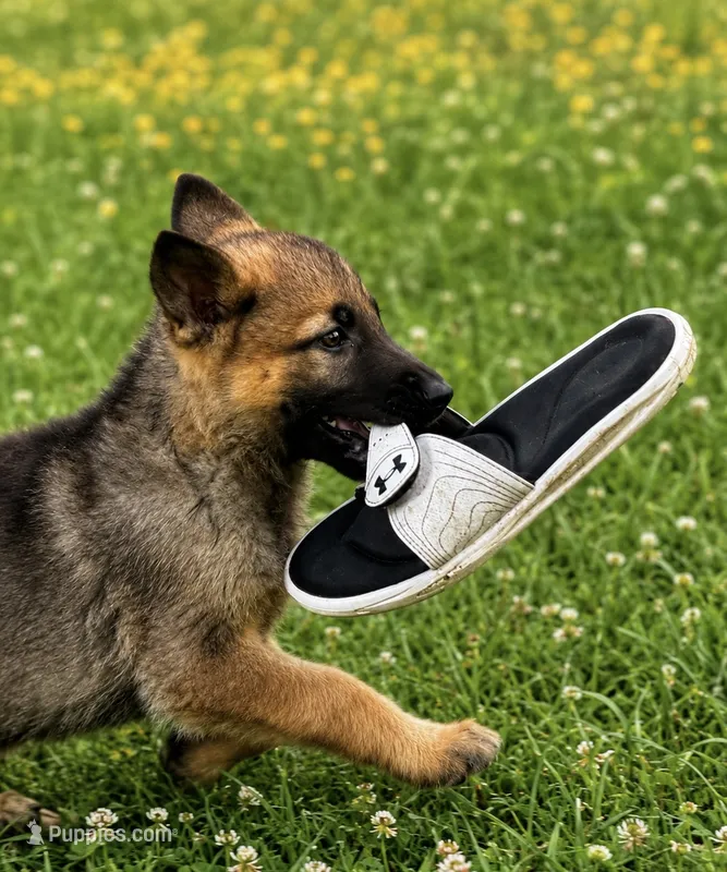 Tang (purple collar) – German Shepherd Dog puppy for sale in Columbus, IN