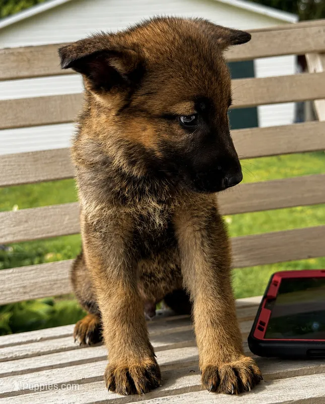 Bass (orange collar)  – German Shepherd Dog puppy for sale in Columbus, IN