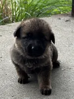 Tang (purple collar), a female German Shepherd Dog for sale in Columbus, IN – 2 of 9