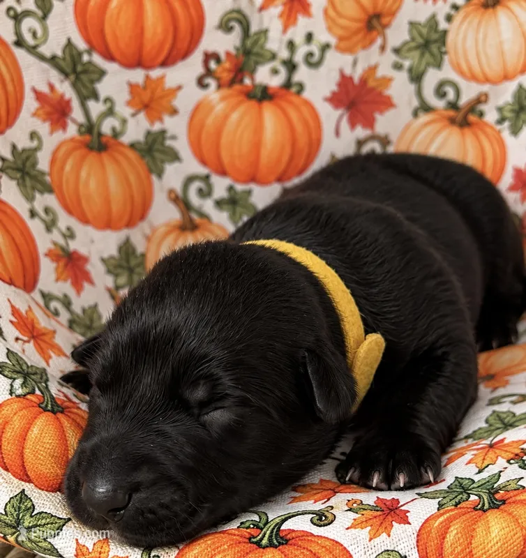 Banshee  – Belgian Malinois puppy for sale in Columbus, IN
