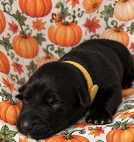 Banshee , a female Belgian Malinois for sale in Columbus, IN – 1 of 9