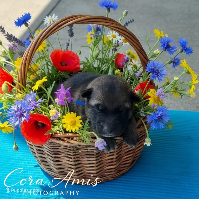 Guppy – German Shepherd Dog puppy for sale in Columbus, IN