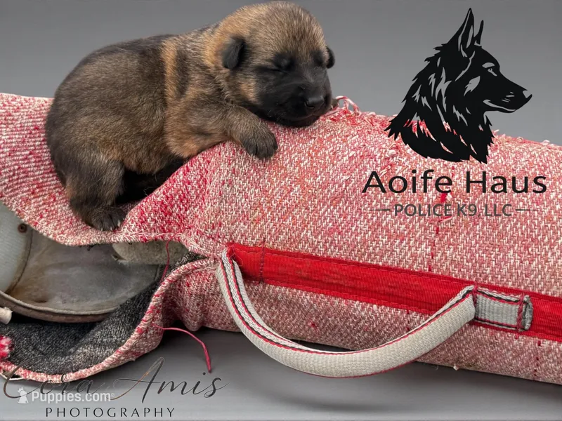 Guppy – German Shepherd Dog puppy for sale in Columbus, IN