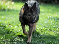 Deci X Shiphara , a  German Shepherd Dog for sale in Columbus, IN – 2 of 4