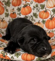 Voodoo, a female Belgian Malinois for sale in Columbus, IN – 1 of 9