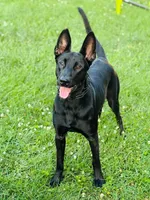 K9 FAFO X K9 Pepper , a  Belgian Malinois and Dutch Shepherd for sale in Columbus, IN – 4 of 6