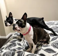 Jenni, a female Frenchton for sale in Columbus, IN – 10 of 10