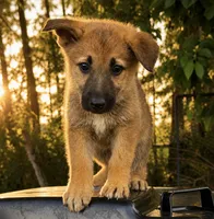Guppy, a female German Shepherd Dog for sale in Columbus, IN – 4 of 4
