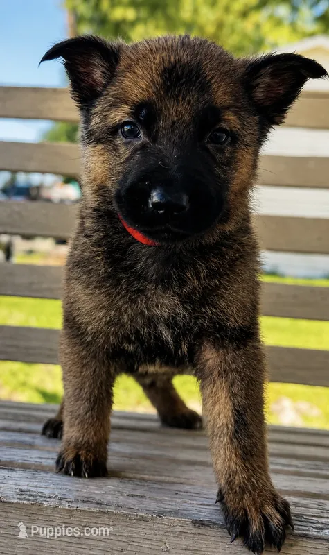 Finn  – German Shepherd Dog puppy for sale in Columbus, IN