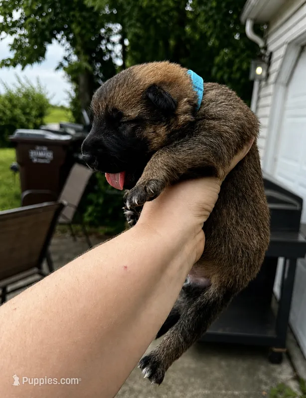 Bobbi  – Belgian Malinois, Dutch Shepherd puppy for sale in Columbus, IN