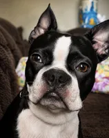 Sparks , a male Frenchton for sale in Columbus, IN – 9 of 9