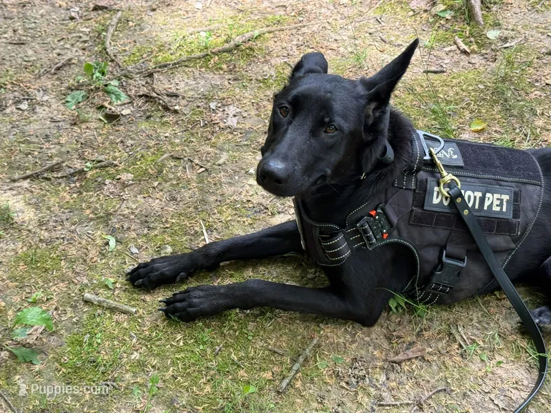 K9 FAFO X K9 Pepper  – Belgian Malinois, Dutch Shepherd puppy for sale in Columbus, IN