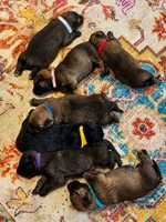 Rooster , a male Belgian Malinois and Dutch Shepherd for sale in Columbus, IN – 2 of 2