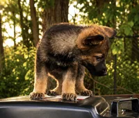 Tetra , a female German Shepherd Dog for sale in Columbus, IN – 5 of 5