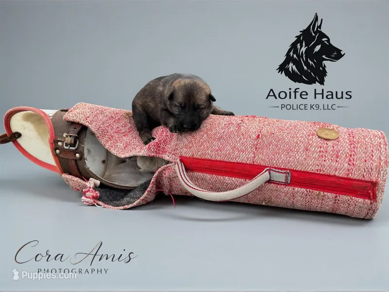 Tetra  – German Shepherd Dog puppy for sale in Columbus, IN