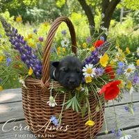 Tetra , a female German Shepherd Dog for sale in Columbus, IN – Photo 1 of 10