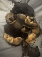 Tetra , a female German Shepherd Dog for sale in Columbus, IN – Photo 4 of 10