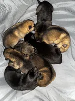 Tetra , a female German Shepherd Dog for sale in Columbus, IN – Photo 6 of 10