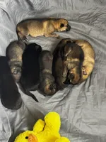 Tetra , a female German Shepherd Dog for sale in Columbus, IN – Photo 3 of 10