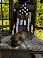 Tang (white collar), a female German Shepherd Dog for sale in Columbus, IN – 3 of 10