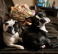 Jenni, a female Frenchton for sale in Columbus, IN – 8 of 10