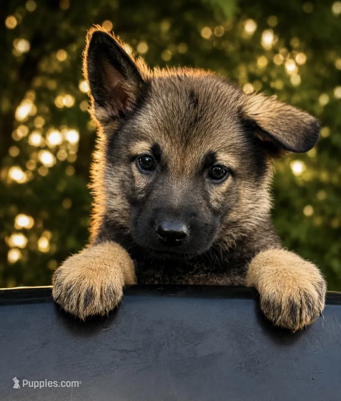 Bass (orange collar)  – German Shepherd Dog puppy for sale in Columbus, IN