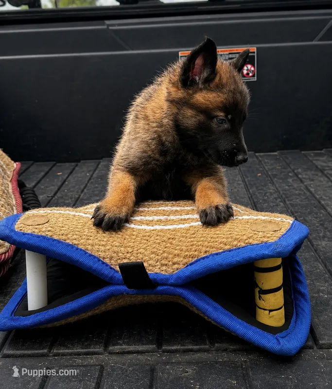 Goose  – Belgian Malinois, Dutch Shepherd puppy for sale in Columbus, IN