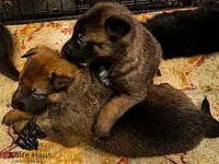 Top Gun, a female Belgian Malinois and Dutch Shepherd for sale in Columbus, IN – 9 of 9