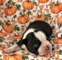 Buddy, a male Boston Terrier for sale in Columbus, IN – 4 of 9