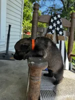 Bass (orange collar) , a male German Shepherd Dog for sale in Columbus, IN – 4 of 6