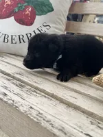 Gara X Venus, a male German Shepherd Dog for sale in Columbus, IN – Photo 6 of 10