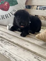 Gara X Venus, a male German Shepherd Dog for sale in Columbus, IN – Photo 7 of 10