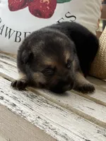 Gara X Venus, a male German Shepherd Dog for sale in Columbus, IN – Photo 4 of 10