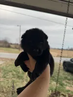 Gara X Venus, a male German Shepherd Dog for sale in Columbus, IN – Photo 1 of 10