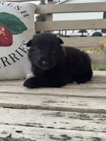 Gara X Venus, a male German Shepherd Dog for sale in Columbus, IN – Photo 10 of 10