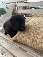 Gara X Venus, a male German Shepherd Dog for sale in Columbus, IN – Photo 9 of 10