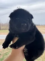 Gara X Venus, a male German Shepherd Dog for sale in Columbus, IN – Photo 2 of 10