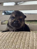 Gara X Venus, a male German Shepherd Dog for sale in Columbus, IN – Photo 8 of 10