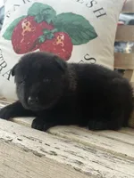 Gara X Venus, a male German Shepherd Dog for sale in Columbus, IN – Photo 3 of 10