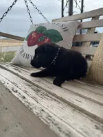 Gara X Venus, a male German Shepherd Dog for sale in Columbus, IN – Photo 5 of 10