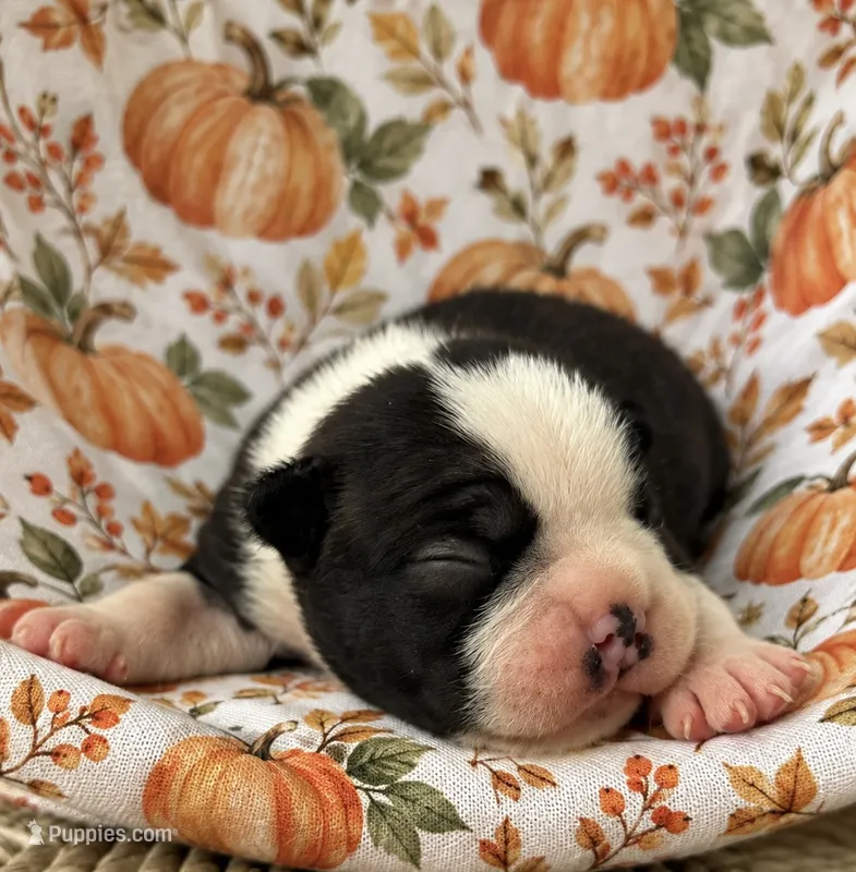 Buddy – Boston Terrier puppy for sale in Columbus, IN