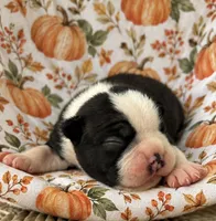 Buddy, a male Boston Terrier for sale in Columbus, IN – 1 of 9