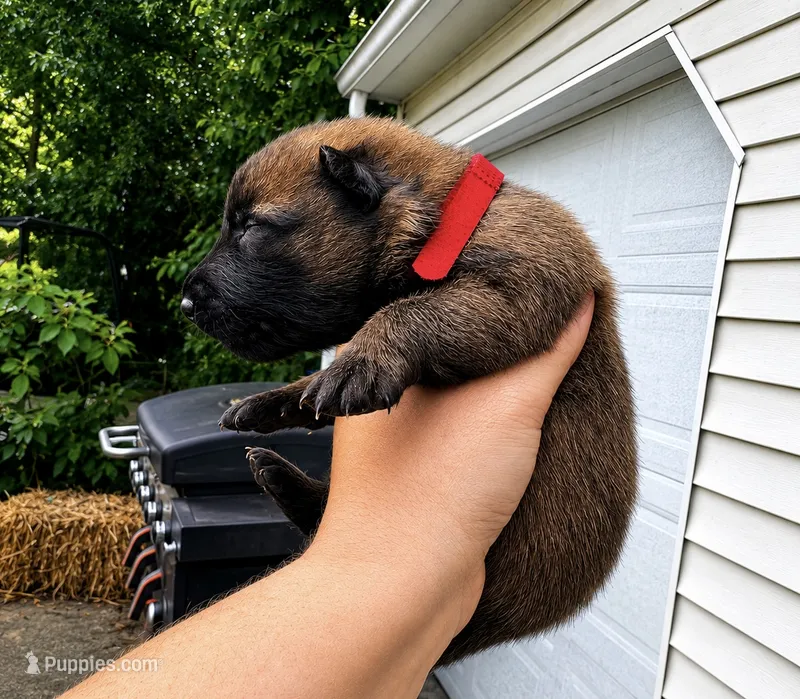 Goose  – Belgian Malinois, Dutch Shepherd puppy for sale in Columbus, IN