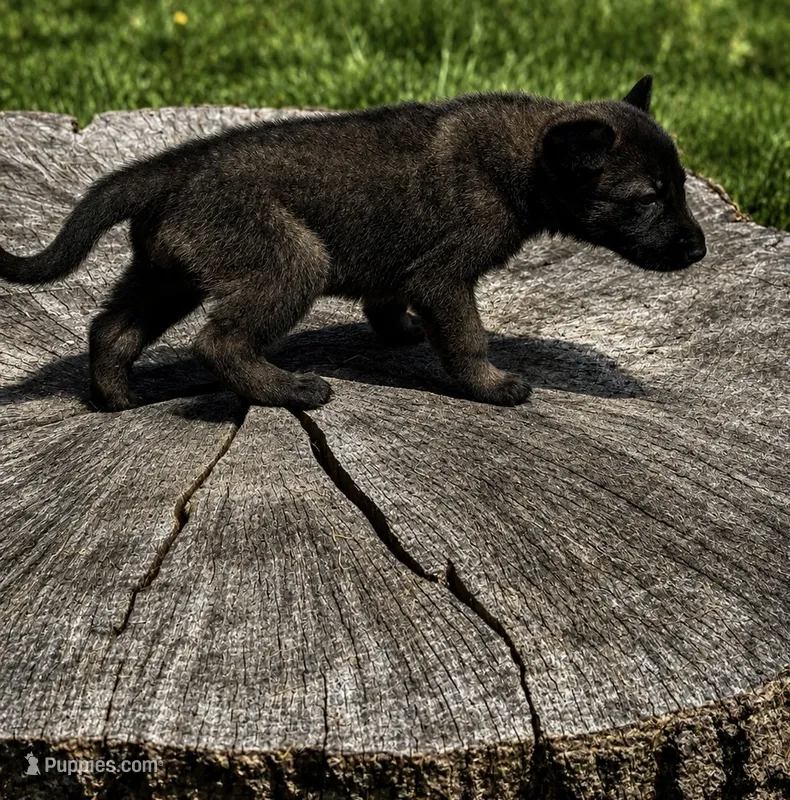 Penny  – Belgian Malinois, Dutch Shepherd puppy for sale in Columbus, IN