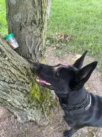 K9 FAFO X K9 Pepper , a  Belgian Malinois and Dutch Shepherd for sale in Columbus, IN – 5 of 6