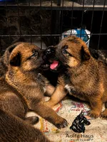 Top Gun, a female Belgian Malinois and Dutch Shepherd for sale in Columbus, IN – 6 of 9